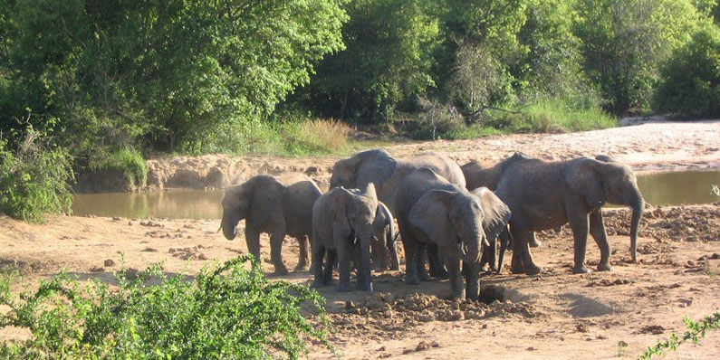 Yankari National Park (African Elephant)