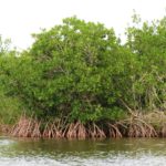 Warri Mangroves and Markets Day Tour