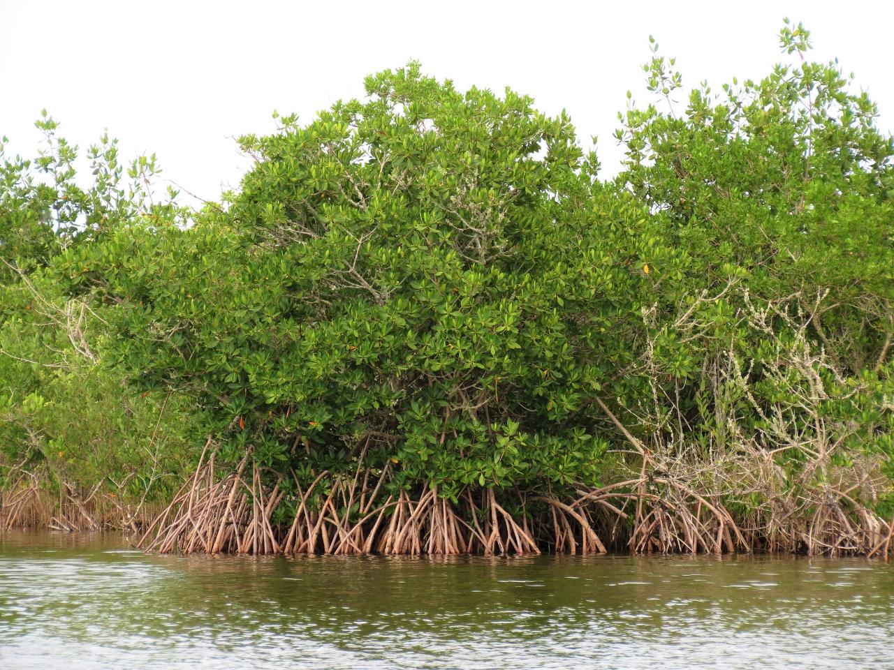 Mangroves and Markets of Warri